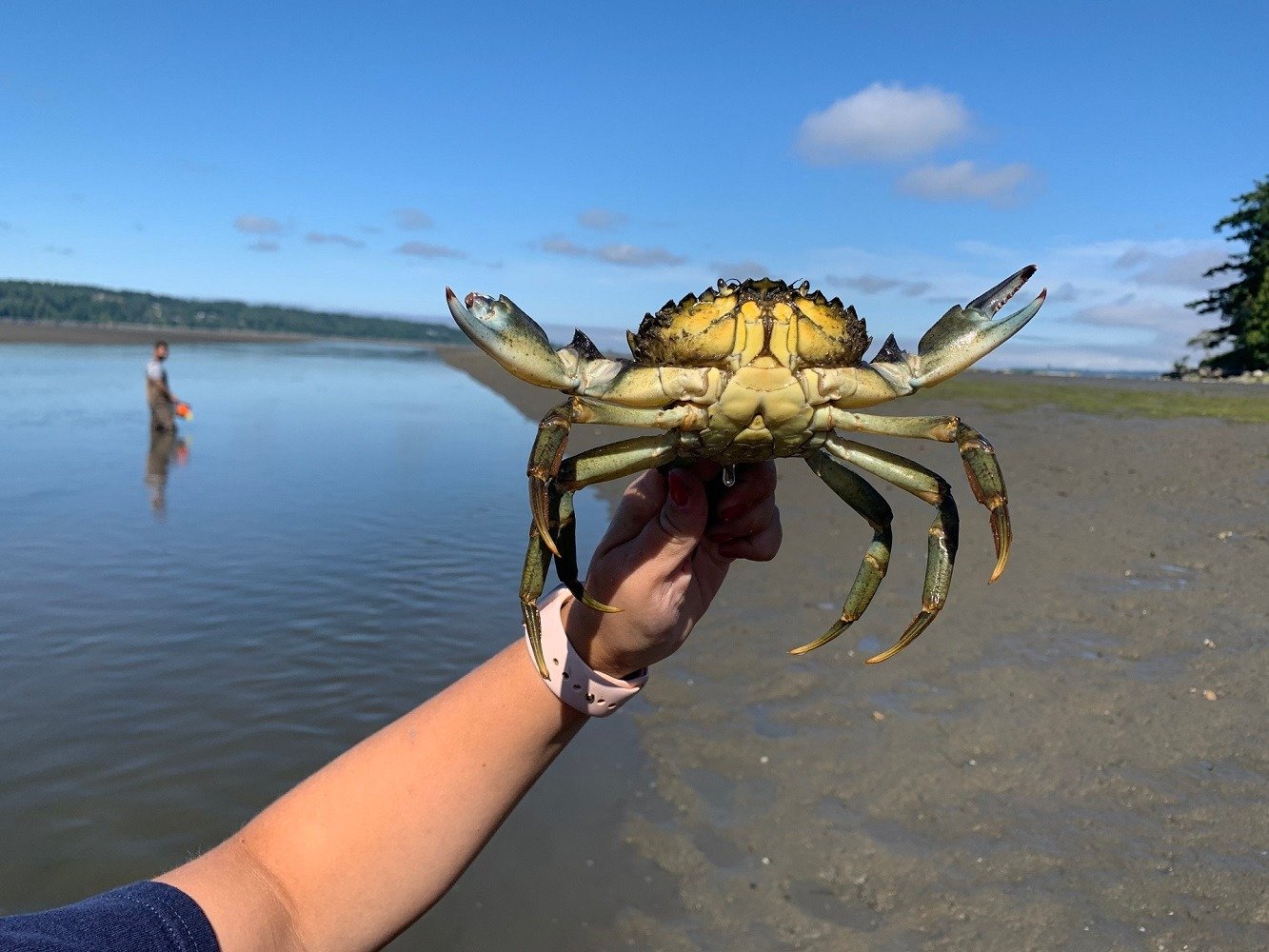 Emergency Measures Deployed for Invasive Green Crabs