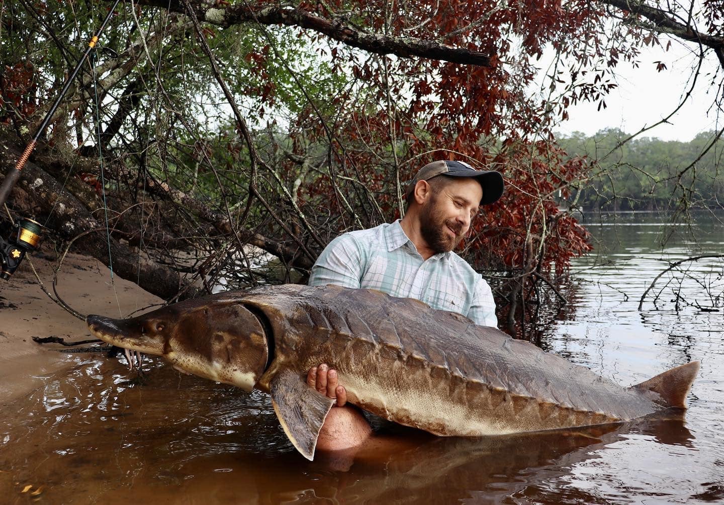 Extremely Rare Gulf Sturgeon Landed in Florida