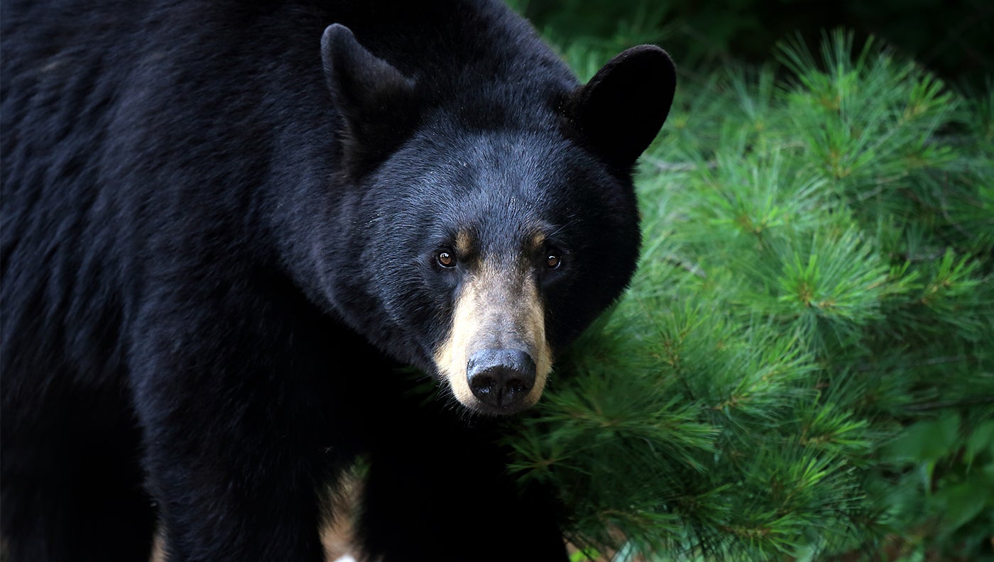 Black Bear Attacks Sleeping Tent Campers in Smokey Mountains