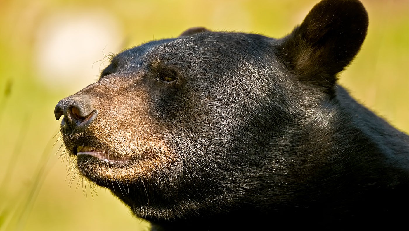 90-Year-Old Thwarts Black Bear Attack with a Lawn Chair
