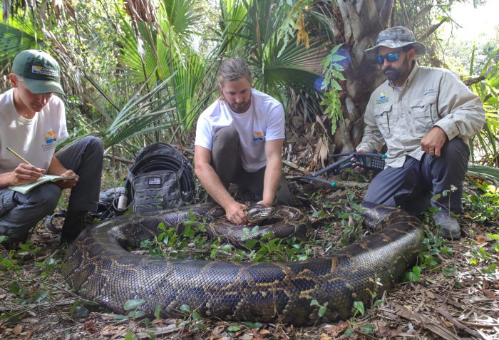 This Is the Biggest Python Ever Recorded in Florida