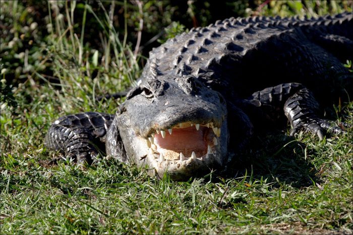 Florida Man Killed in Apparent Alligator Attack