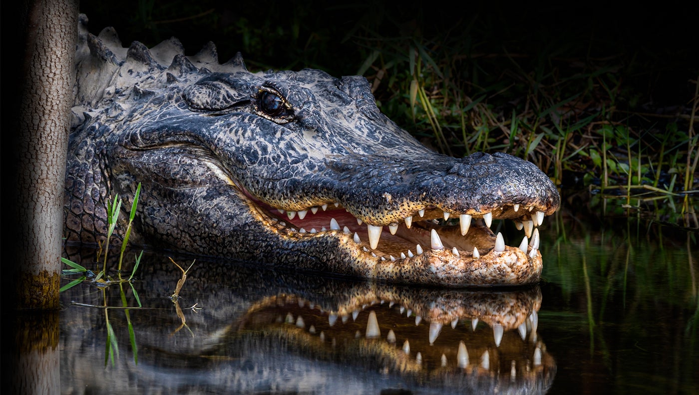 Alligator Kills Man Near South Carolina Golf Club