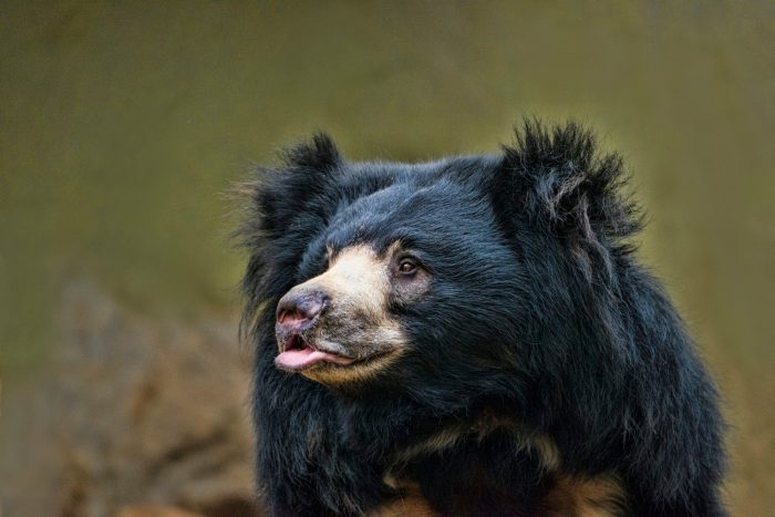 Sloth Bear Kills Two People in Rare Fatal Attack