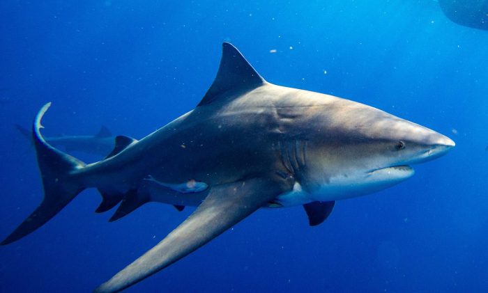 Sharks Spend More Time Near Cities Than First Thought