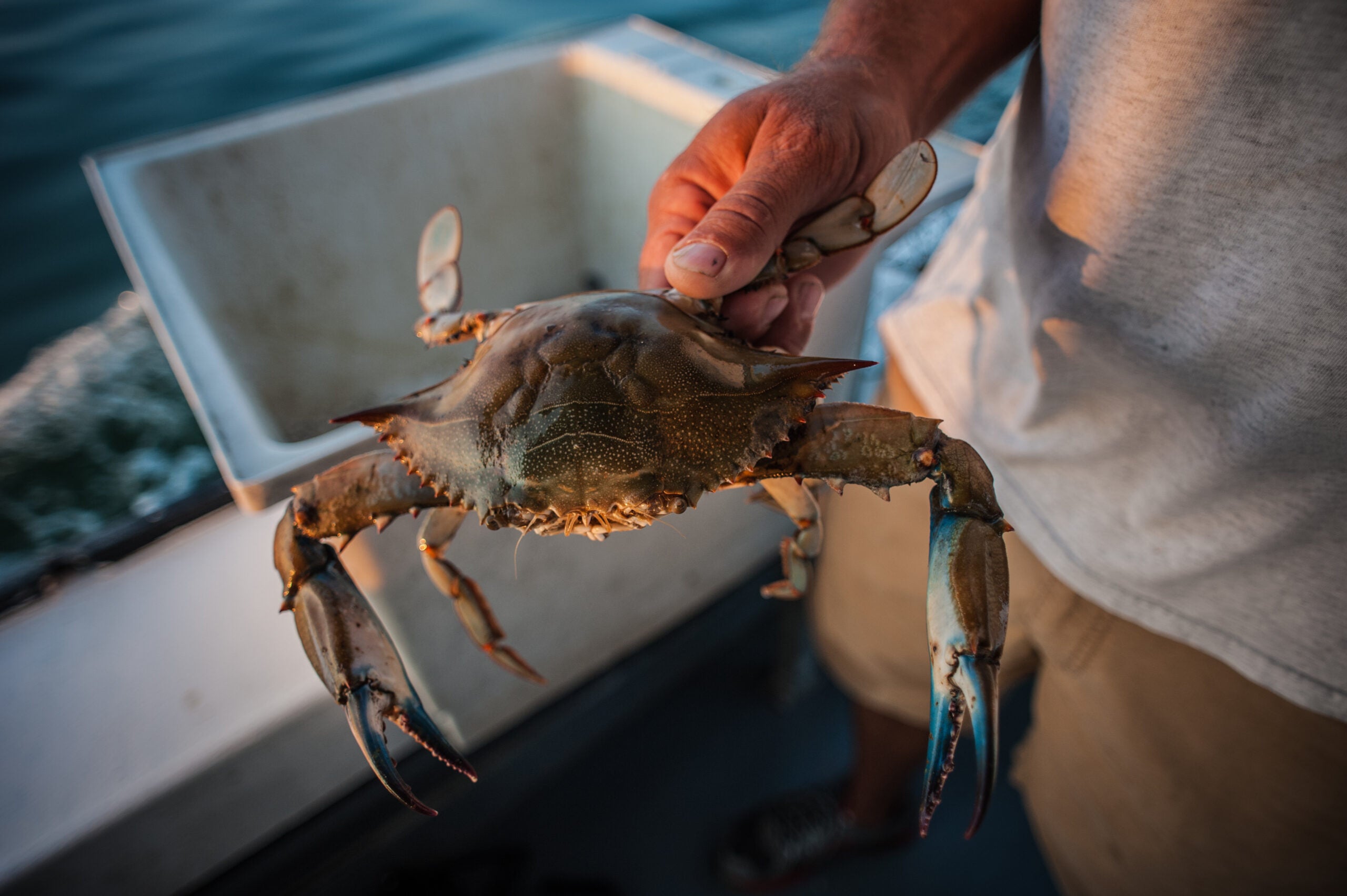 Blue Crab Estimate in Chesapeake Bay Worryingly Low