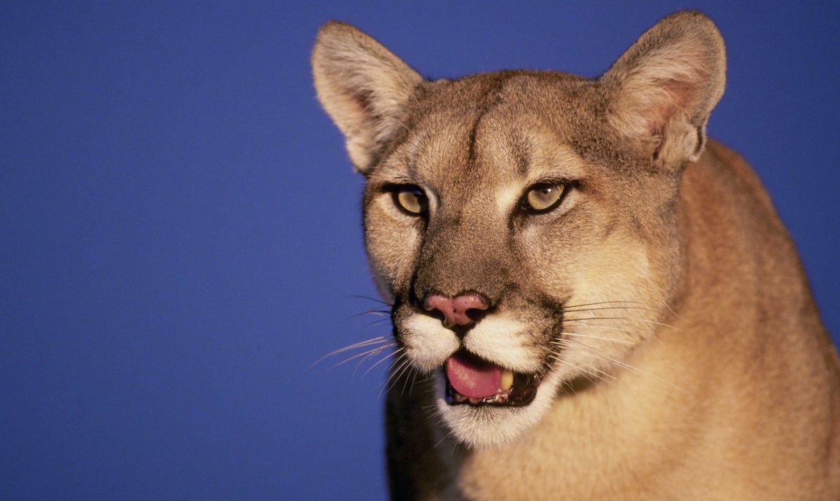 Cougar Found in California Classroom