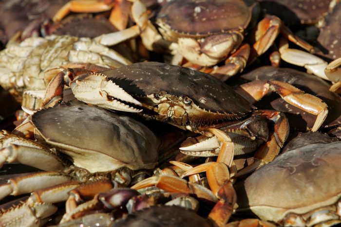 California Man Faces Massive Fines for Illegal Crabbing