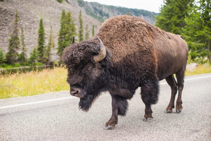 Bison Gores 25-Year-Old Woman in Yellowstone