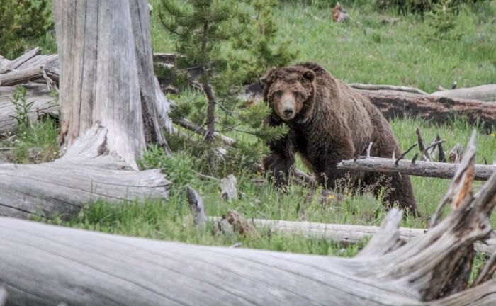 Two Idaho Hunters Shoot and Kill Grizzly in Self Defense