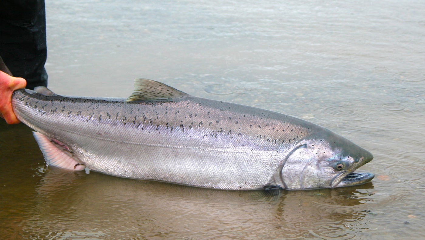 Alaska Closes King Salmon Fishing on Kenai Peninsula Waters