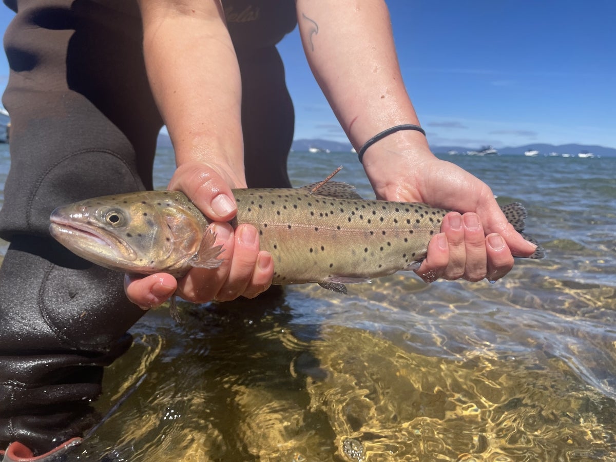 Lahontan Cutthroat Trout Reintroduced in Lake Tahoe
