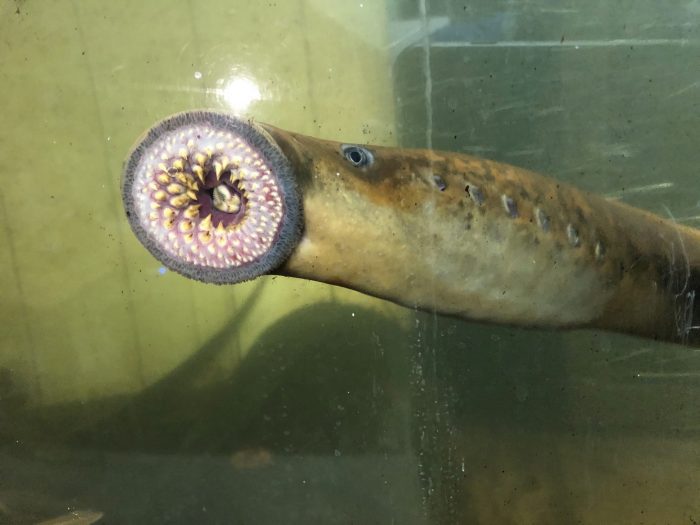 Public Reminder: Do Not Disturb Spawning Sea Lamprey in Connecticut River Drainage