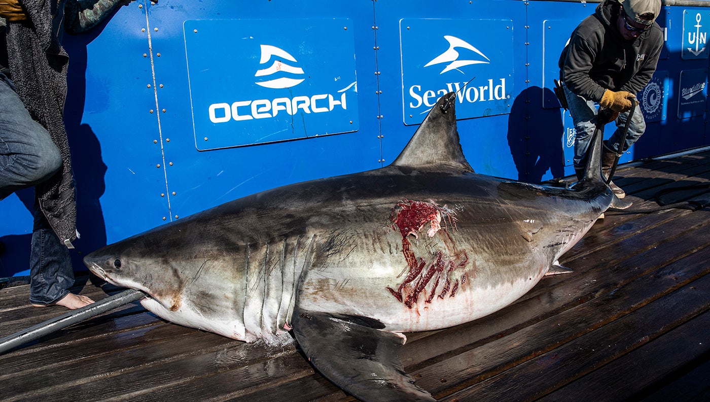 12-Foot Great White Shark Located Off New Jersey