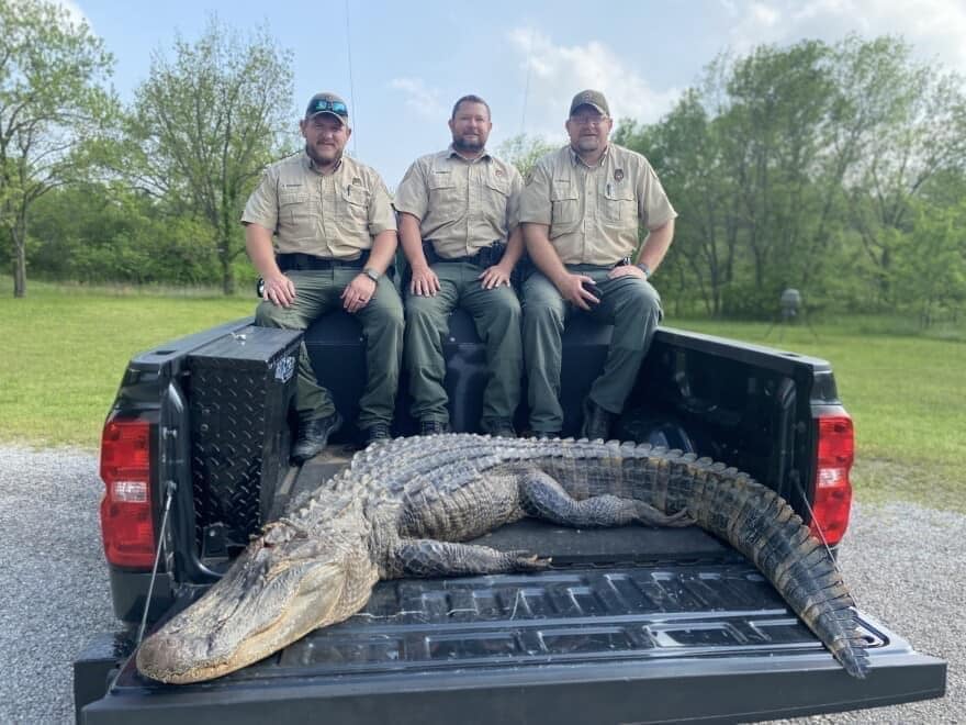 Alligator Trapped and Killed in Northern Oklahoma