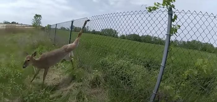 Green Bay Police Free Whitetail from Fenceline