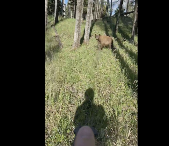 Watch: Man Bear Sprays Curious Young Bruin in Canada