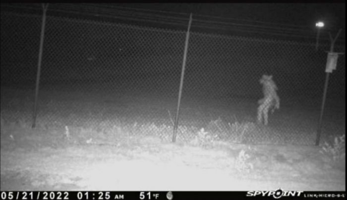 Mystery Creature Caught on Texas Trail Camera
