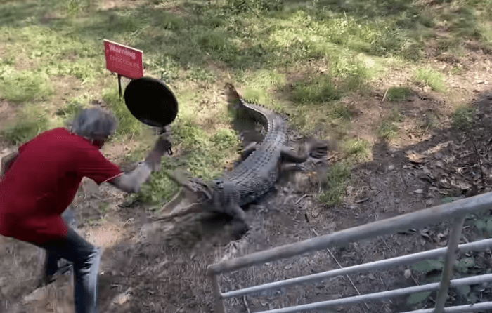 Aussie Man Fends Off Crocodile Attack with Frying Pan