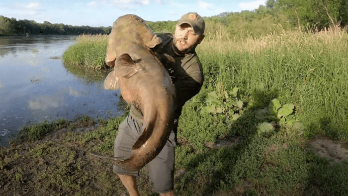 Video: 71-Pound Catfish Caught in Iowa
