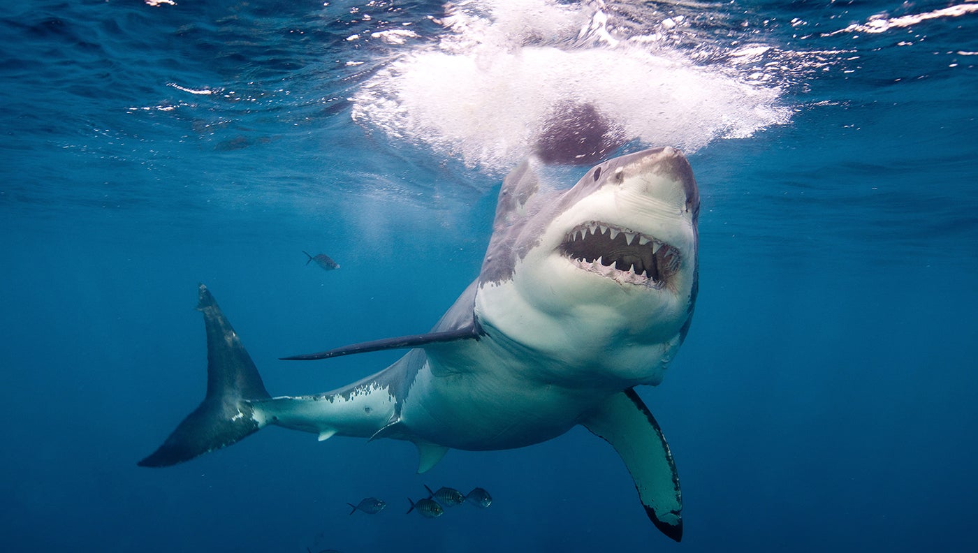 Great White Shark Attacks California Swimmer
