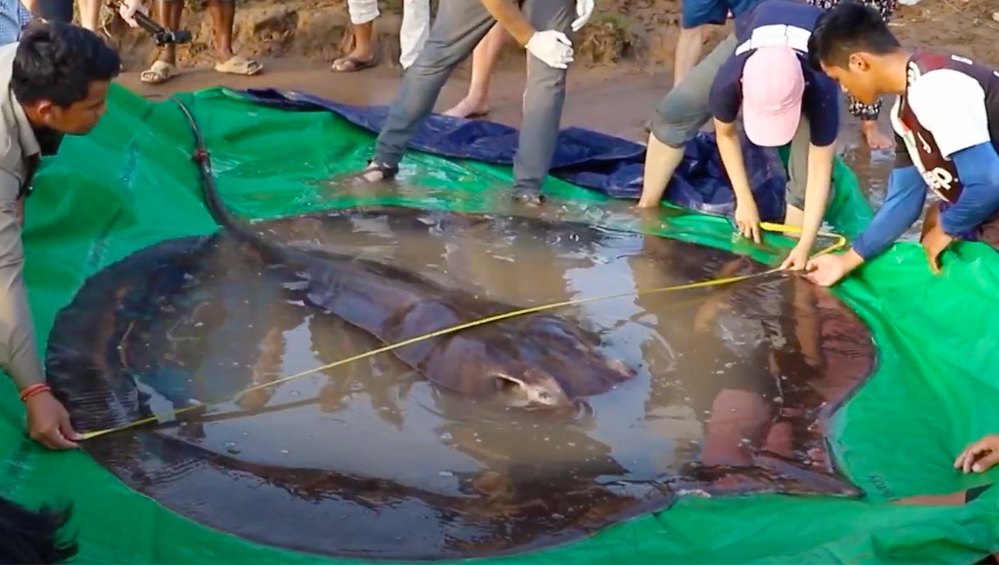 661-Pound Stingray Is World Record Freshwater Catch