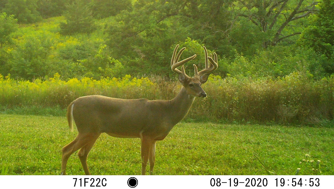 13 Ways to Get Better Trail Camera Pictures of Deer