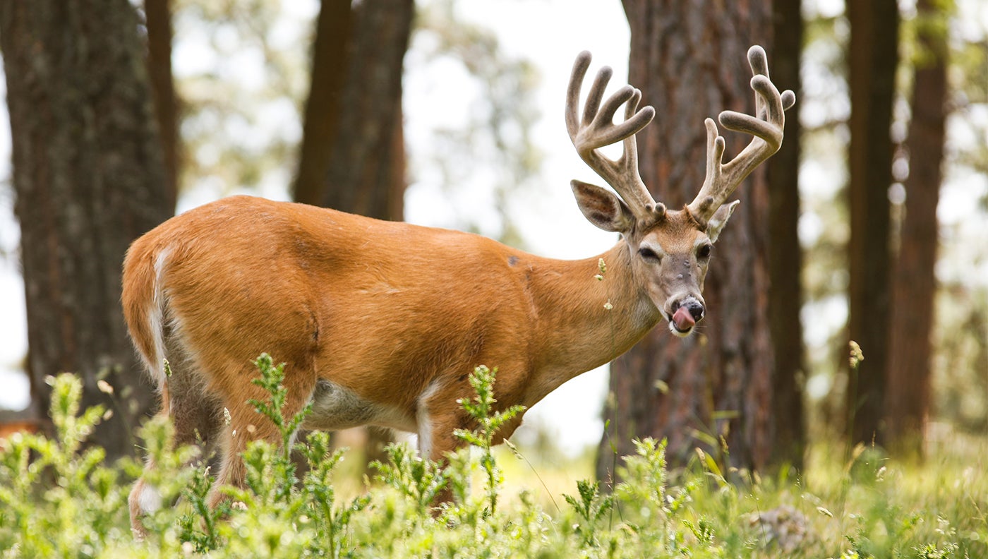 How to Make a Mineral Lick for Whitetail Deer