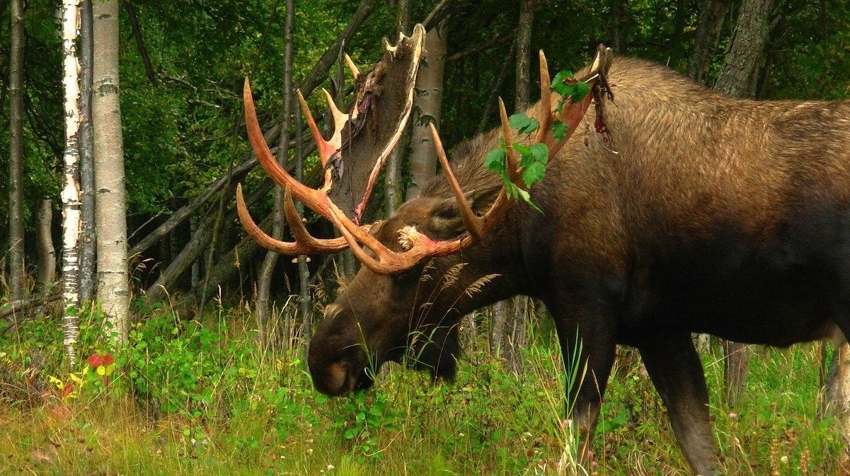 Moose Numbers on the Rise in Southwest Alaska