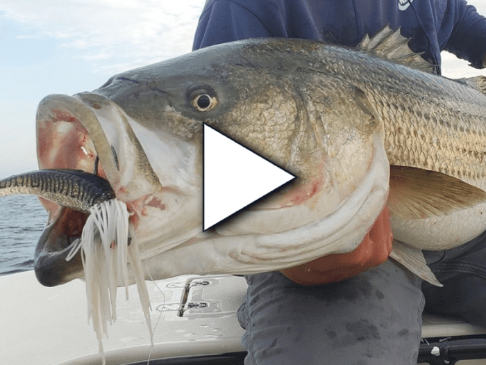 Striped Bass Cheat Codes with Captain Brian Coombs & Captain Vinny Simeone – OTW Podcast #5