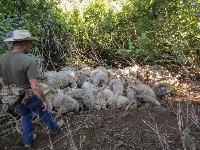 Wolves Cause the Death of 143 Sheep in Idaho Pile-Up