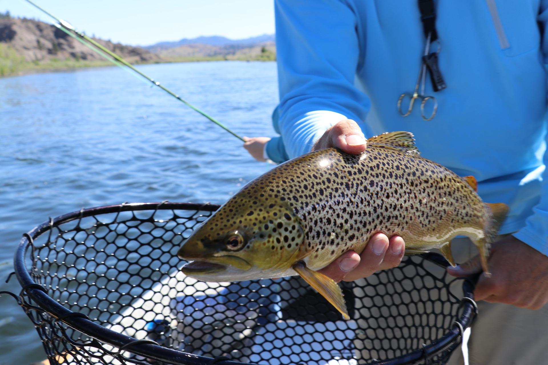 Do Low-Flow, High-Temp Trout Fishing Closures Work?