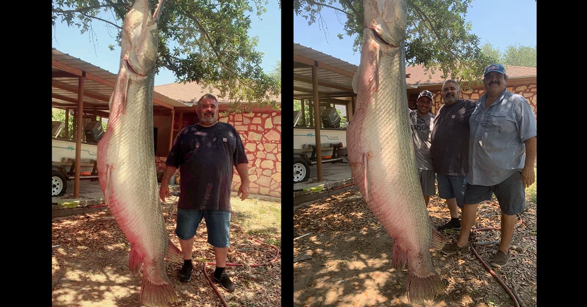 Giant Alligator Gar Caught in Southern Texas