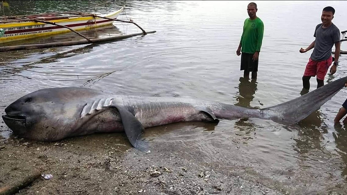 15-Foot Megamouth Shark Discovered in Philippines