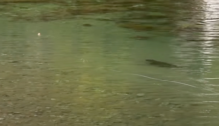 Master Class Monday: How to Know When a Trout WON’T Take Your Fly