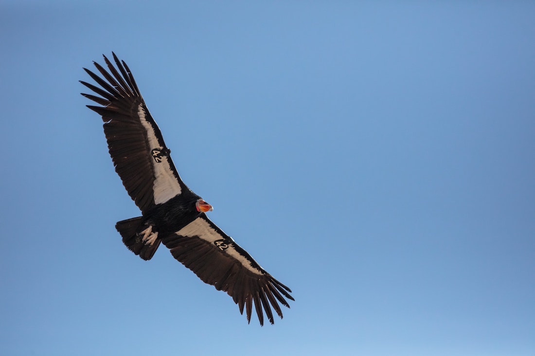 How the Yurok Tribe Is Bringing Back the California Condor