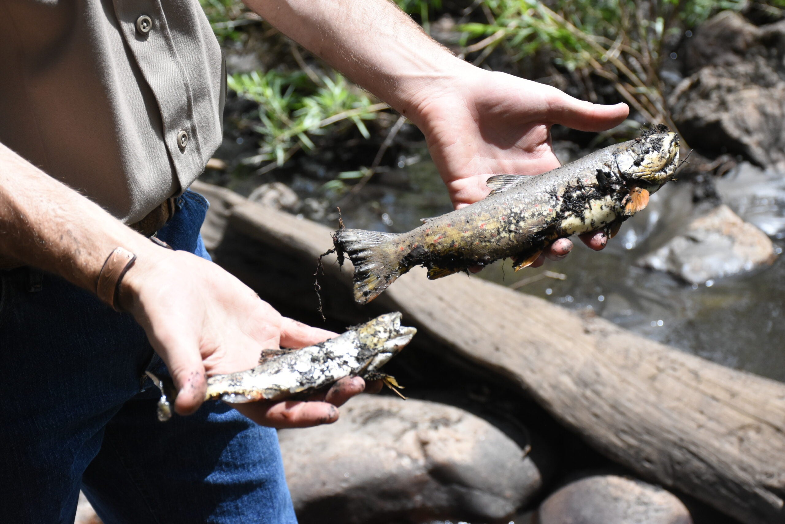 Forest Fires Are Contributing to Trout Kills in the West