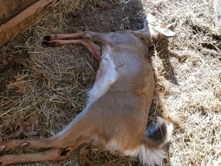 Long Island Hunter Shoots Deer Near Animal Hospital