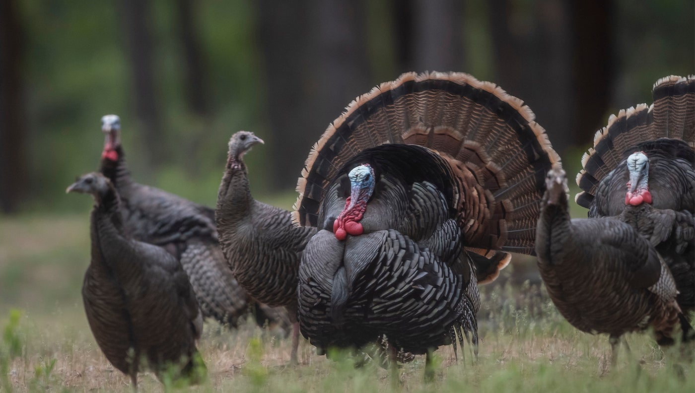 Tennessee Bans Reaping Wild Turkeys on Public Land