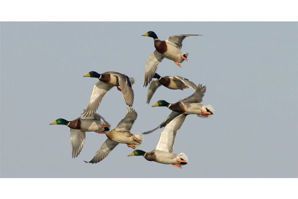 North Dakota Waterfowl Survey Shows Wet Conditions, Increased Number of Breeding Ducks