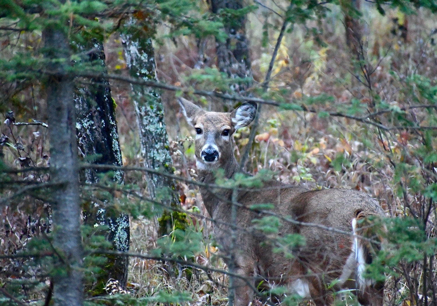 Are There Enough Hunters to Manage Deer Herds in the East?