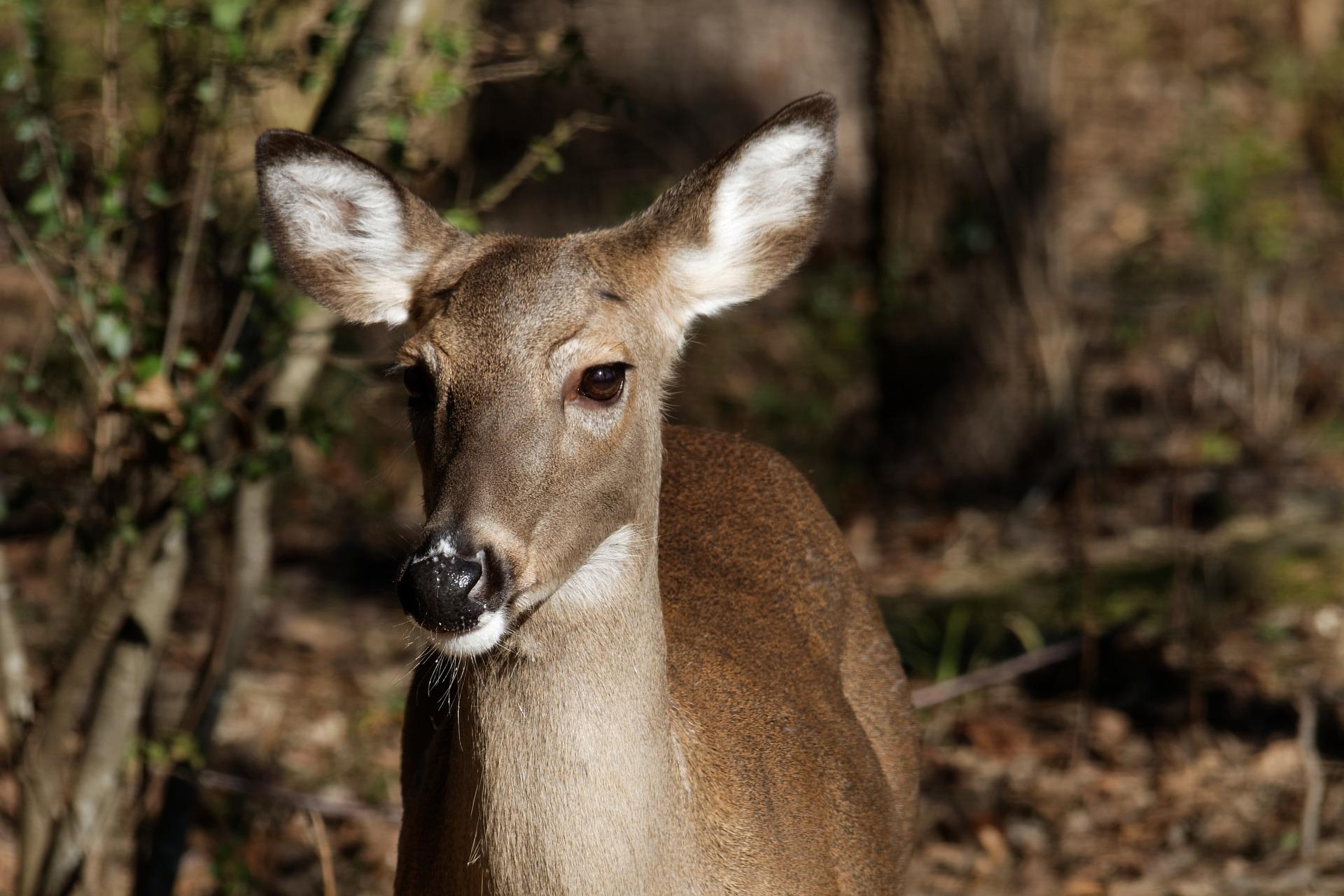 New Jersey Struggles with Whitetail Deer Overpopulation