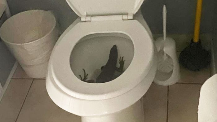 Iguana Removed From Toilet in Florida