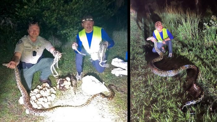 Burmese Python Nests Removed from Big Cypress