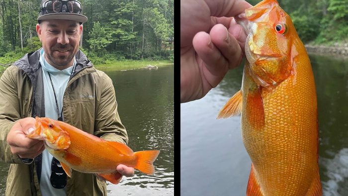 Neon-Orange Xanthic Smallmouth Bass Caught in MI
