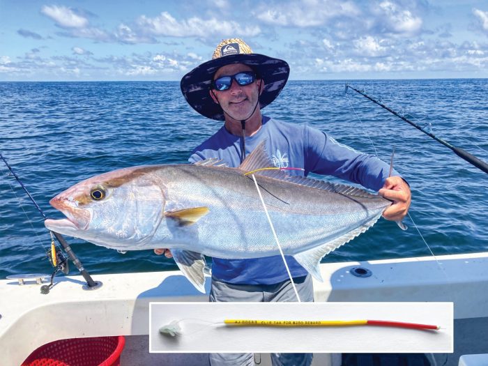 Scientific Study Offering $250 for Tagged Greater Amberjack