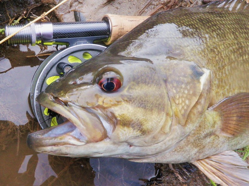 Classic Podcast: Finding and Catching Stream Smallmouth Bass with Paul Caldwell