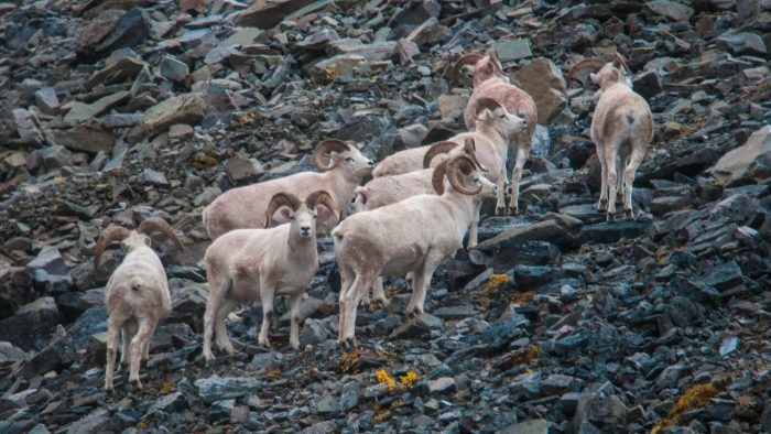 Feds Close the Central Brooks Range to Sheep Hunters