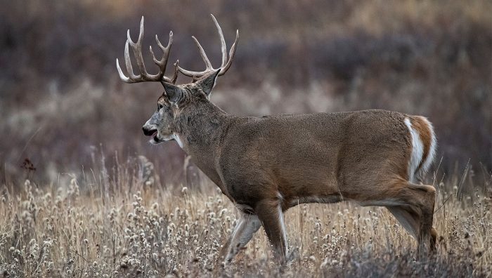 How to Hunt Mature Whitetail Deer