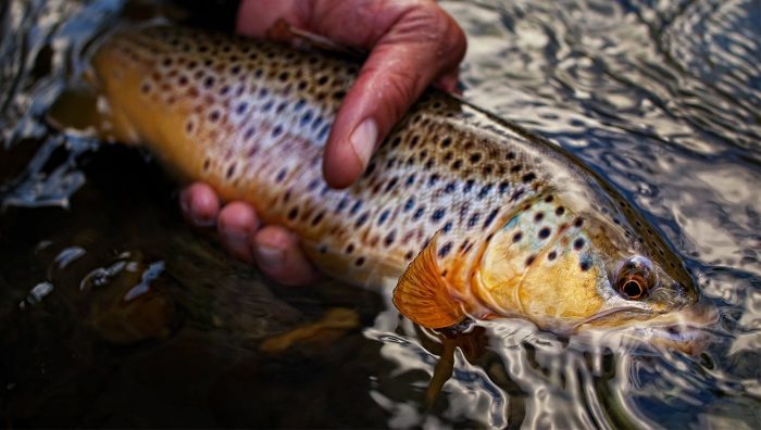 How to Catch Loads of Trout With Simple Jigs